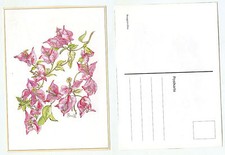 17213 - Bougainvillea - alte Ansichtskarte