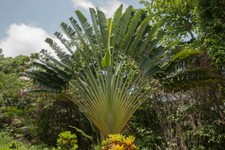 SAMEN Tolle Palme für grosse Wohnräume BAUM DER REISENDEN dekorativ.