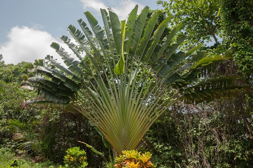 Gute samen palme - gute,