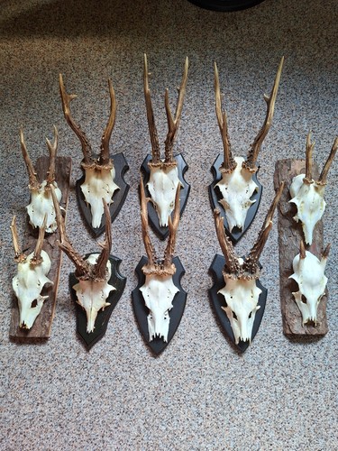 Jagd trophäe rehgeweih - x,