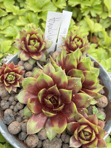 Sempervivum hualälai - hualälai,