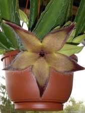 Aasblume Stapelia gigantea