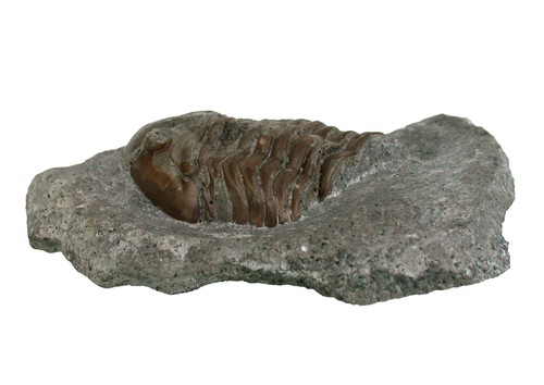 Ordovizium asaphus cf - asaphus,