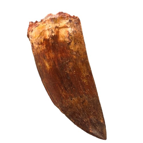 Cm carcharodontosaurus - cm,