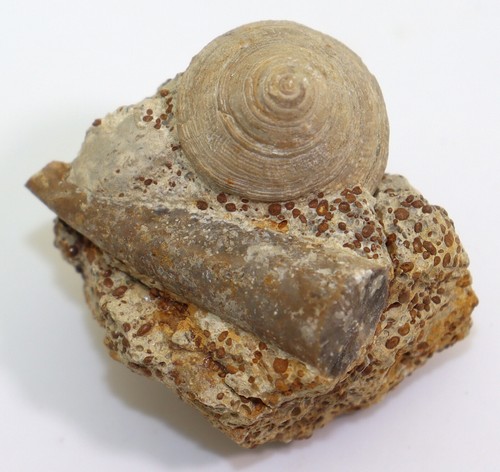 Schnecke leptomaria amoena - leptomaria,