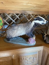 Tierpräparat "Dachs“