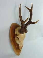 Kapitaler Rehbock Geweih