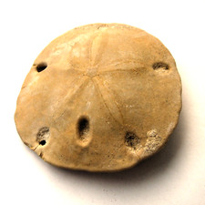 Encope micropora Seeigel