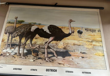 Schulwandkarte Lehrtafel Strauß Savanne Afrika top Zustand