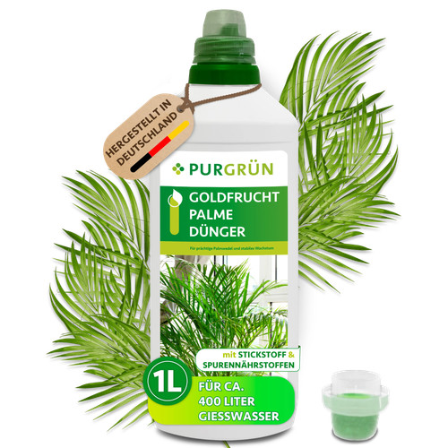 Purgrün goldfruchtpalme - purgrün,