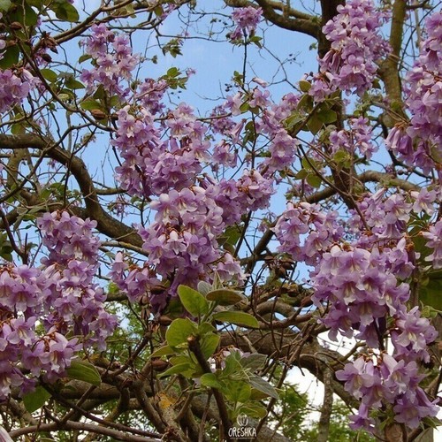 Paulownia shan tong 200 - shan, 200+