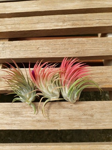 Tillandsia ionantha rubra 3 - ionantha, rubra,