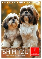 Shih Tzu - immer im