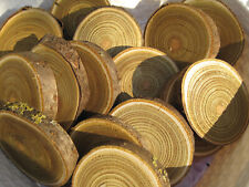 15 x Holzscheiben  Astscheiben