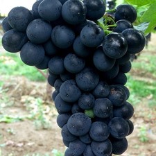 Weintraube blau Rondo