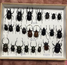Echte exotische Insekten -