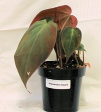 Philodendron Micans - Velvety
