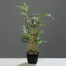 Bambus 60cm schwarzen - im, topf