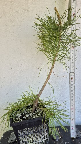 Pinus sylvestris prebonsai - pinus,