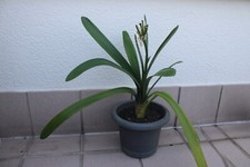 CLIVIA ° Pflanze ° Zimmerpflanze ° Jungpflanze ° ca. 57 cm