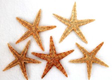 5 Seesterne ca. 7-10 cm Seestern Deko Fischernetz echte, flache Seesterne