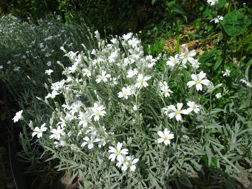 Cerastium tomentosum - , –