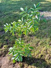 Großfruchtiger schwarzer Holunder 'Sampo', Höhe 40-70 cm, 3 Liter Topf