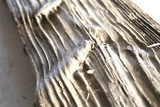 Schwemmholz Treibholz XXL