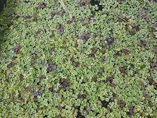 ca. 100 Salvinia auriculata 'Büschelfarn' Fische Medaka Schwimmpflanze Teich