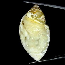 136.00Cts Natürlich Fossil