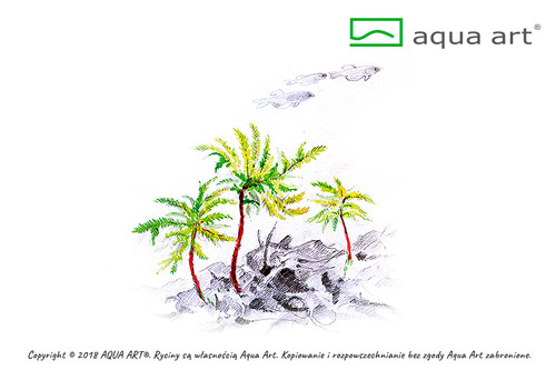 Aquarienpflanze palmenmoos - palmenmoos, in