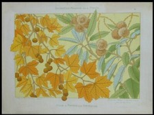 PLATANE UND KASTANIE