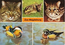 07-C052 Ansichtskarte Magdeburg Zoo Wildkatze Rehkitz Ozelot Mandarinente Anhalt