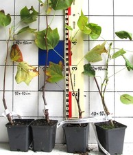Liriodendron tulipifera "Glen Gold",   Tulpenbaum,  seltene  gelblaubige Sorte