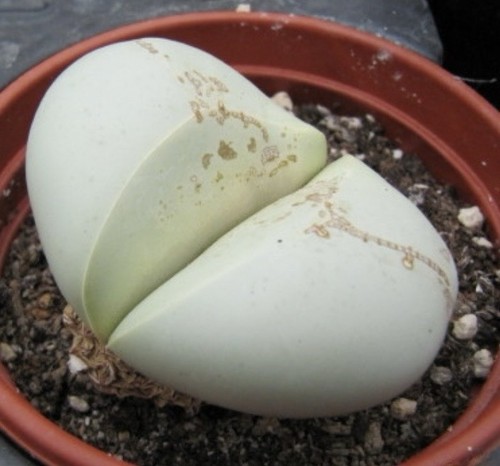 Argyroderma testiculare - , 25
