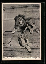 Ansichtskarte Leipzig, Löwe Bamba mit zwei Zuchtlöwinnen im Zoo 