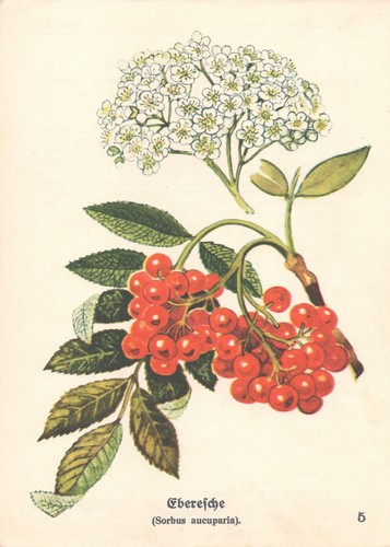 1930 eberesche sorbus - ca.,