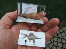 schöner Zahn vom Spinosaurus aegyptiacus aus Marokko