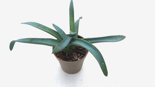 Aloe vera mehrere - mehrere, topf