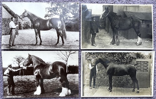 Echtfoto pferd - 4,