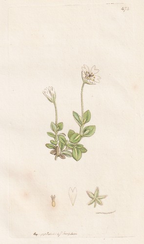 Cerastium latifolium hornkraut - cerastium,