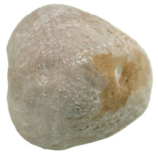 Kreide  Ovulaster obtusus