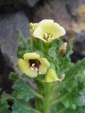Weisses bilsenkraut white - -,