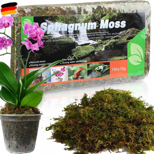 Sphagnum moos für - sphagnum, pflanzen