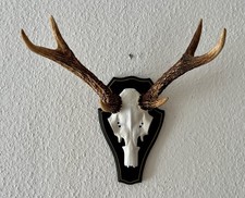 Hirschgeweih 6-Ender