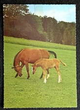 Pferdepostkarte, AK Pferde