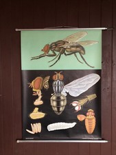 Schulwandkarte Rollkarte Zool