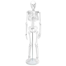 Skelett Modell Mensch 85cm