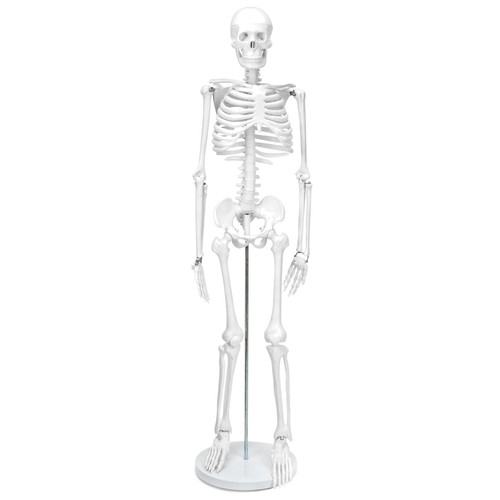 Skelett modell mensch 85cm - modell,