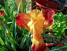 Knollen/Rhizome Schwertlilie gelb/braun 4-5-Stück